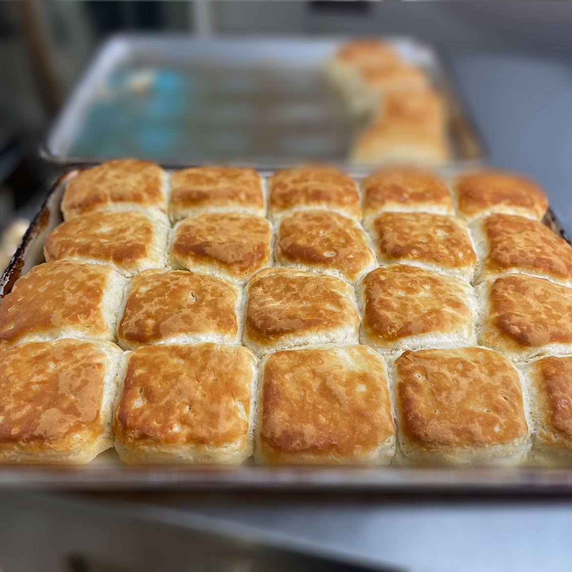 Plain Biscuit